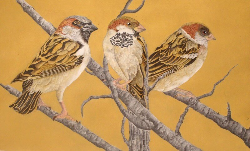 House Sparrows outside your house.